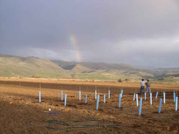 Two Josephs Vineyard, Eagle Valley, April 2006