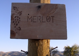 Merlot