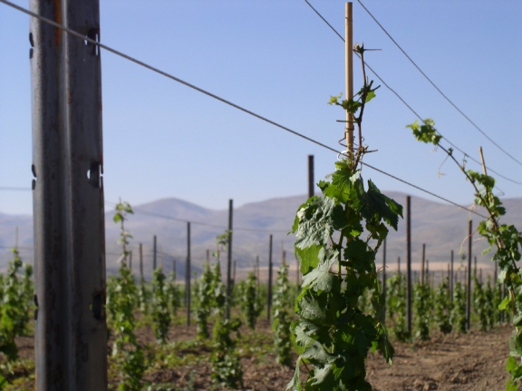 Grapes in summer '06