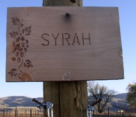 Syrah