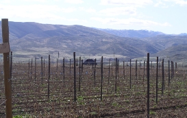 Two Josephs Vineyard